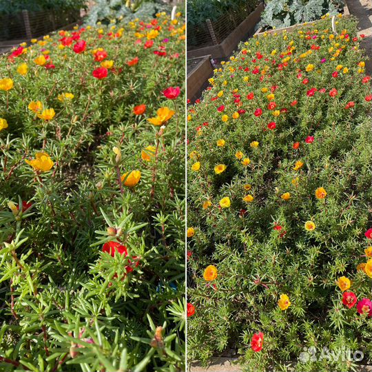 Портулак рассада