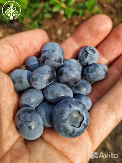 Саженцы голубики