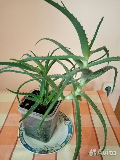 Алое столетник