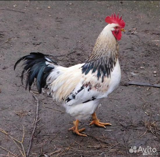 Молодые петухи