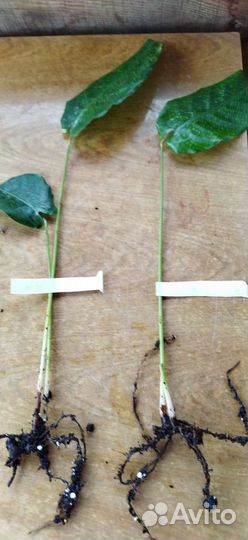 Мозаичная калатея