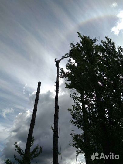 Спил деревьев любой сложности