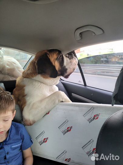 Сенбернар вязка