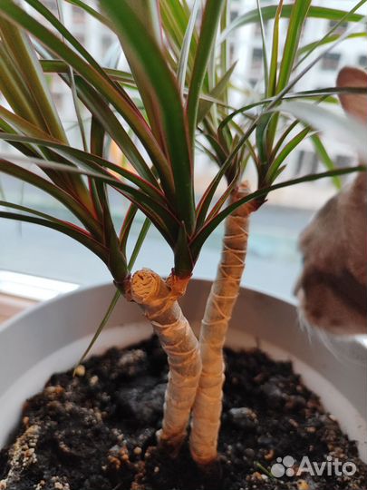 Пальма драцена 10 см