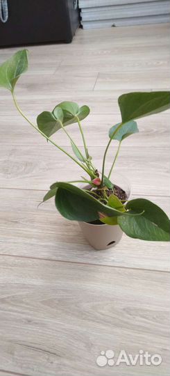 Антуриум красный