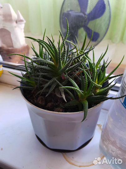 Алоэ-хавортия