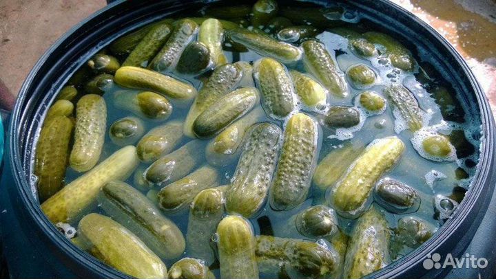 Бочковые соленья. Огурцы, помидоры солёные