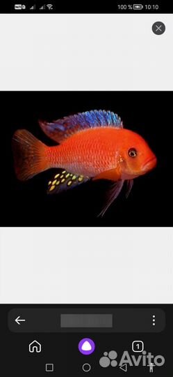 Зимбабве Рок Еллоу Демасони Дельфин Флауэр Хорн