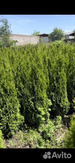 Туя смарагд