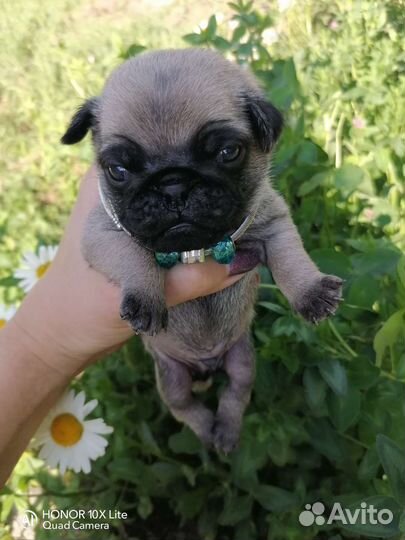 Щенки мопса