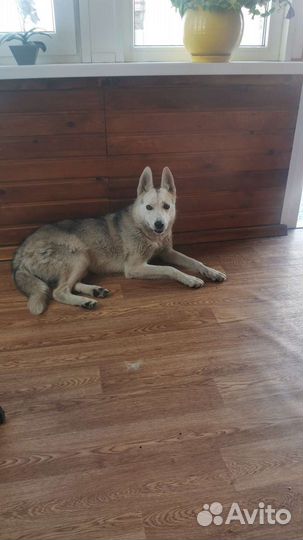 Собаки потеряшки