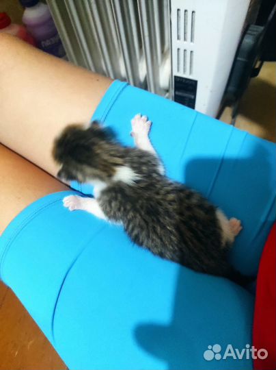 Котята в добрые руки бесплатно