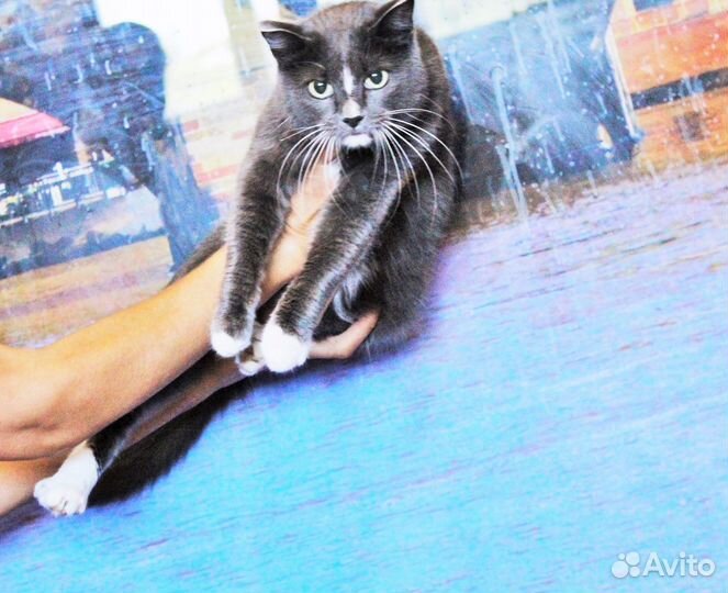 Кошка в добрые руки