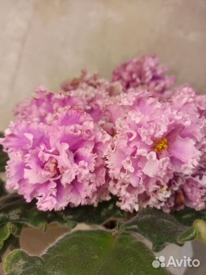 Сортовые фиалки