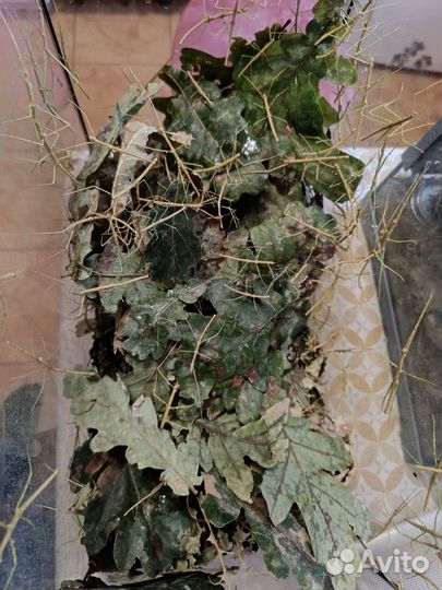 Аннамские палочники