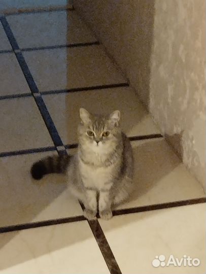 Кошка