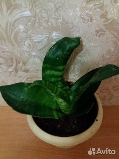 Сансевиерии разные большие и молодые растения