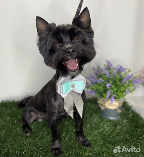 Йоркширский терьер для вязки