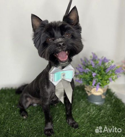 Йоркширский терьер для вязки