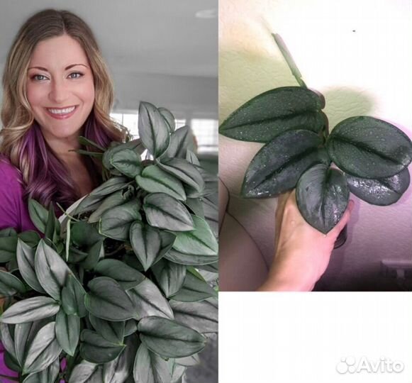 Сциндапсусы и эпипремнумы (лианы),сингониум