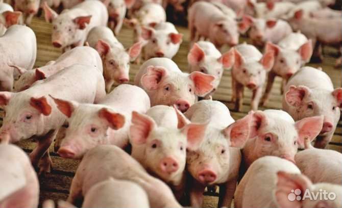 Поросята