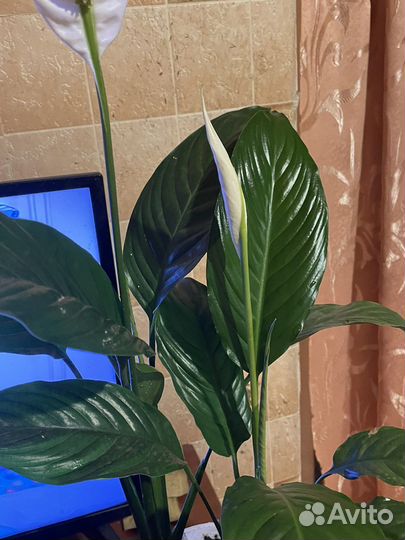 Цветок женское счастье