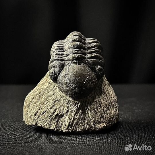 Трилобит окаменелость ископаемый палеонтология