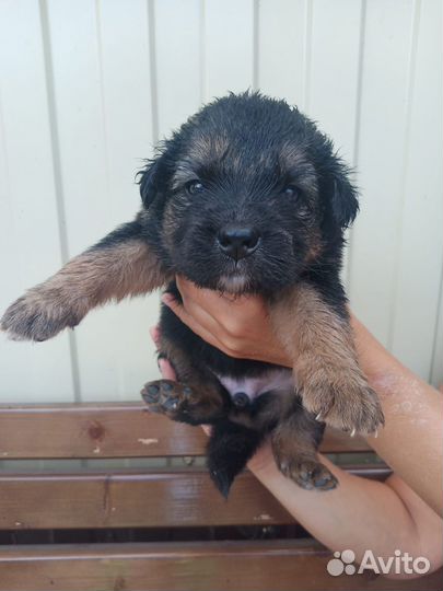 Щенки в дар