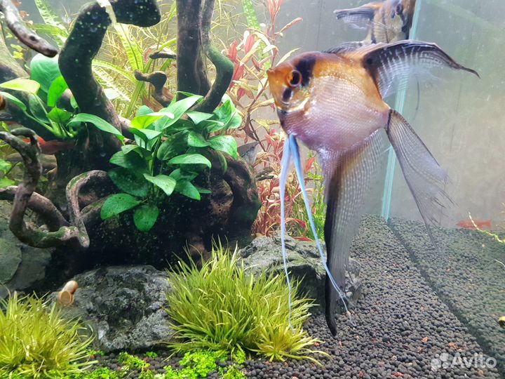 Аквариум комплект