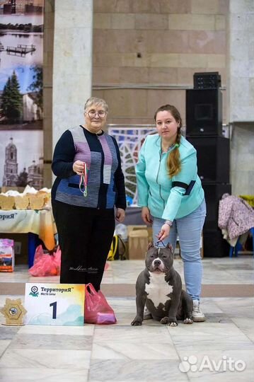 Профессиональный хендлер г. Владимир