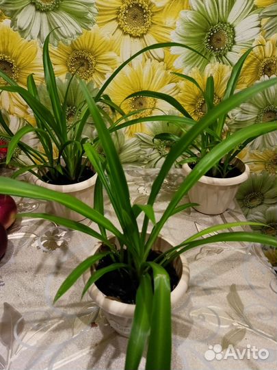 Растения спатифилиум,традисканция,хлорофитум