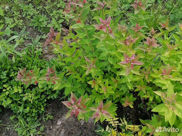 Спирея малинового цвета