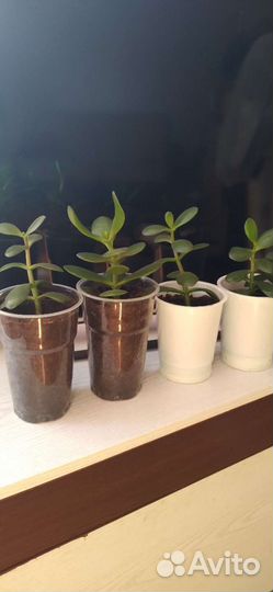 Денежное дерево (толстянка)