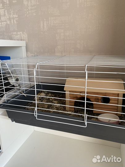 Морская свинка девочка + клетка