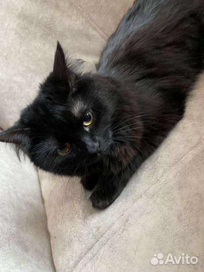 Кошка