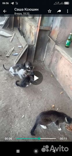 Котята в добрые руки