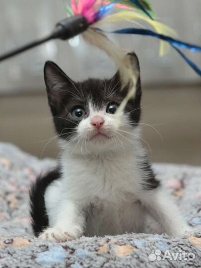 Котенок мальчик 2 мес