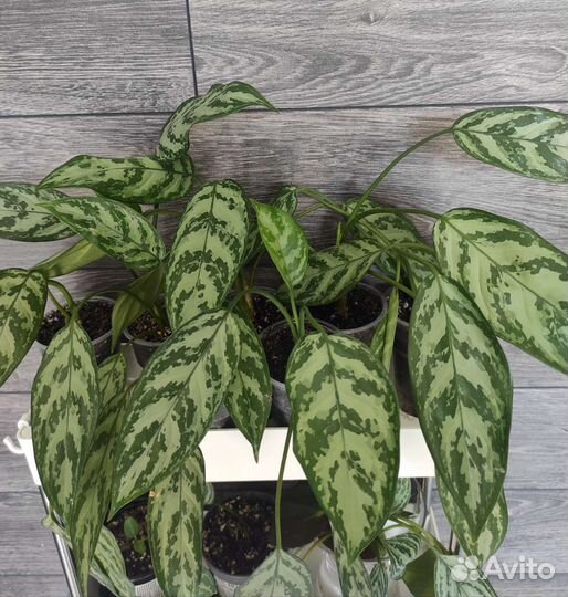 Аглаонема Сильвер квин