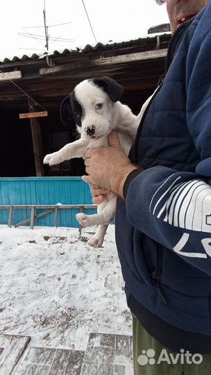 Собака в добрые руки отдам бесплатно