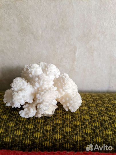 Белый объемный коралл