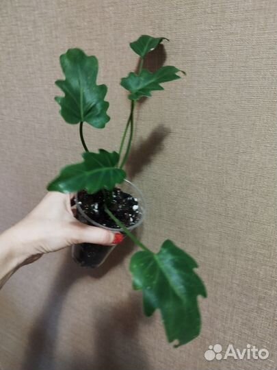 Филодендрон кастовой Ксанаду