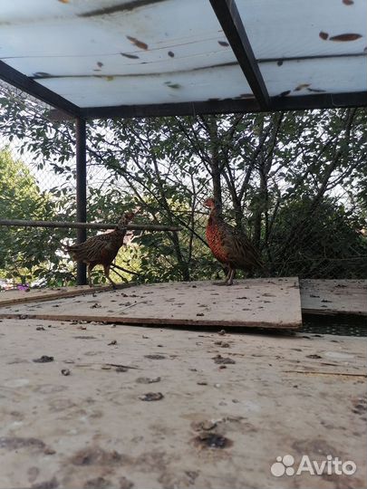 Фазан охотничий