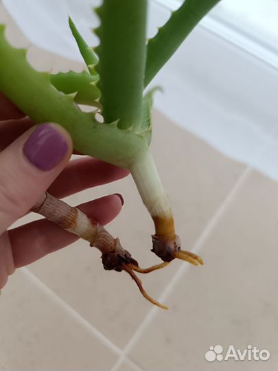 Алоэ вера (черенки с корнями)