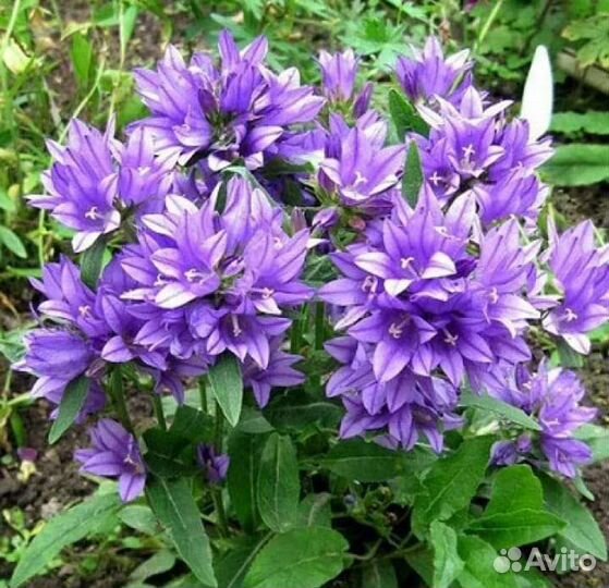 Колокольчик скученный многолетний