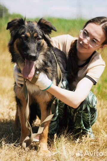 Молодая собака Хлопушка из приюта