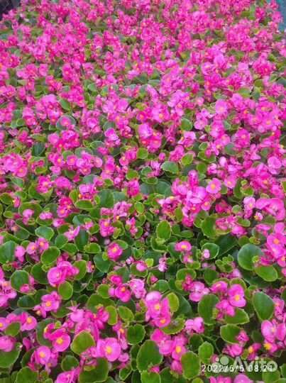 Рассада цветов