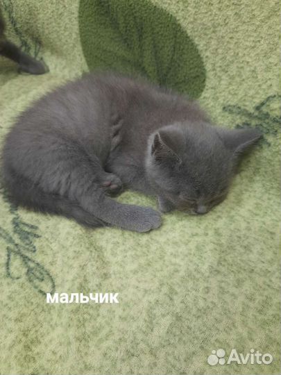 Котята Британцы