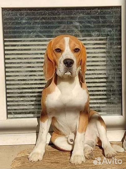 Вязка кобель бигль