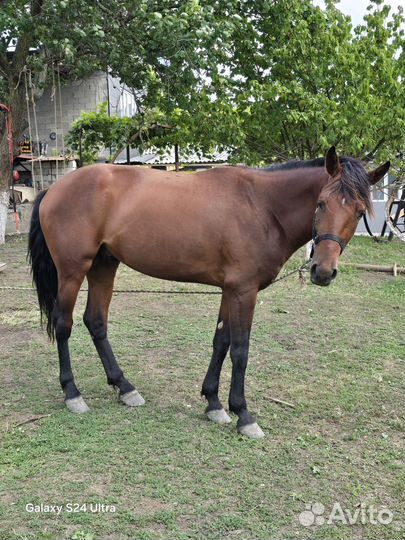 Продам лошадь