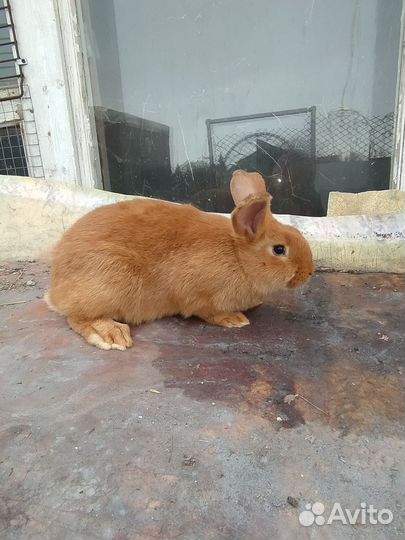 Кролики бургундские